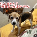 ガオだらけな日々　