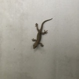 『会社の守り神「ヤモリ」！？』の画像