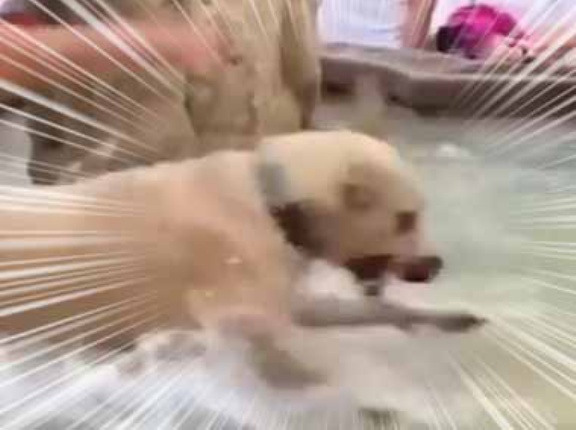 イヌが街中にある噴水に入ってしまった。出てきなさい！ やだワン♪ → 飼い主とのたたかいが始まった…