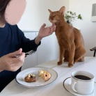 猫たち、Tちゃんをすっかり家族と思ってるような…