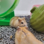 小動物専門店NATURE'S