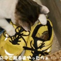 猫に小判を与えたら。 埋蔵金：千七百四拾弐両　嫌な予感はぁ現実ぅのモノぉへぇ・・・。