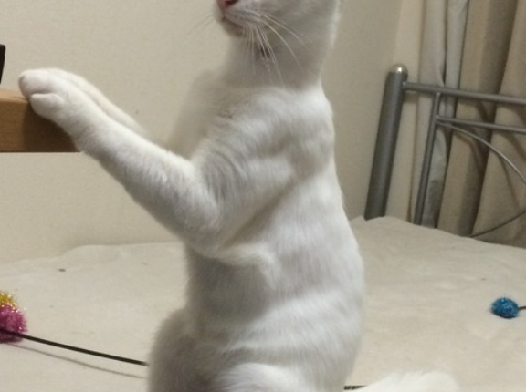 動画を見るウチューネコ　20260310