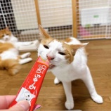 『はじめてさん、ようこそ！保護猫ふれあい日記♡』の画像