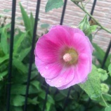 ءīΤ֤ۤޤǤǤס¾ˤޤ뤳ȤˤפȸϤи̤ơڤʤȤ˵դá٤β