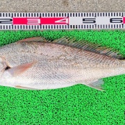 2026年2月10日　釣果