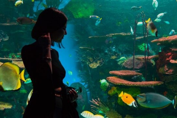 探偵ナイトスクープ 人の言葉を理解する謎の魚 回がすごいと話題 感想 反応まとめ 権ちゃん 旨もん ドンコ つぶちゃん Twitterまとめ