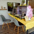 昨日は秘密結社ねこのひげ譲渡会♪