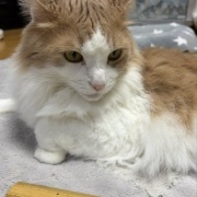 テレビが気になる猫としまむらの名馬セレクショングッズ