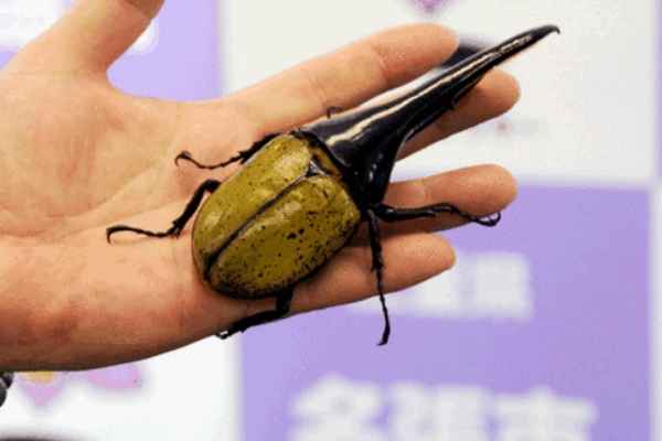 ふるさと納税で地方創生 日本の郷土料理 特産品大集合