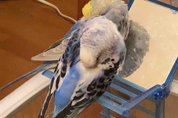 100 愛してる 女性が女性を好きになっていくリアルな日常ブログ