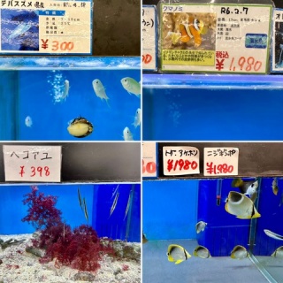 SONOアクアプランツファーム水草･海藻情報局