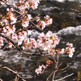 『2026.4『井原堤🌸』を歩いてみたよ➂ / 岡山県井原市』の画像