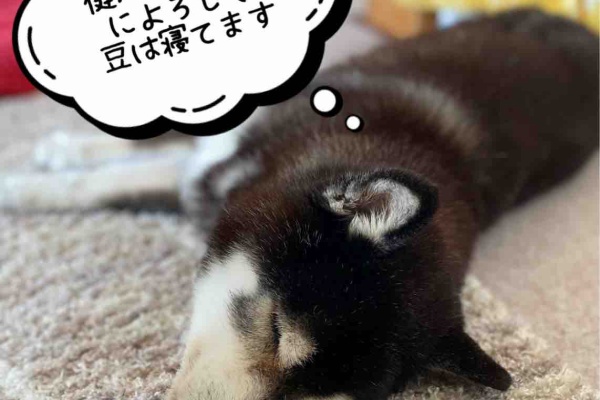 柴犬JAMの3ﾜﾝﾊﾟﾗﾀﾞｲｽ♪