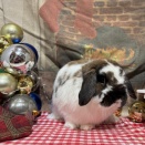 茶々丸君アイドル引退のお知らせ