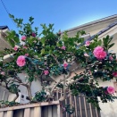 2025.11/30（日）の夕ご飯です