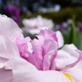 馬見丘陵公園の花菖蒲と紫陽花２０２６