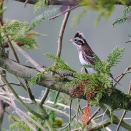 カシラダカ、カワラヒワ、アトリ、オオタカ