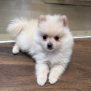 ポメラニアンちゃん☆彡