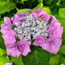 今が旬！我が家の紫陽花たち