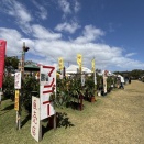 食べてみたいジャポチカバ＆ランタンのような可愛い花ショウジョウカを購入