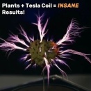 テスラコイルの放電に植物を組み合わせるという実験