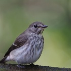 『投稿：BORG89EDによる野鳥４態～水場の鳥たち　2021/10/20』の画像