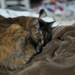 ねことアパートと1人暮らし～とらやんとおらと～