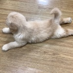 ペットショップワンラブ 埼玉寄居店のスタッフブログ