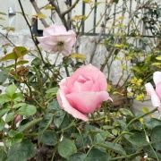 ＊根元がガッツリ枯れたカラーオブジュピターは助かるのだろうか⁈