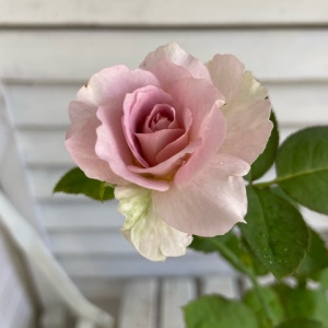 挿木の正体はブルーフォーユーでした！ : のばらのガーデニングブログ