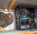 【朗報】マイニングの熱を利用した農家が爆誕!仮想通貨を得ながらトマトやイチゴを生産へ