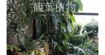 新入り観葉植物＆旅行の余韻と【PR】