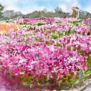 10月30日元気モリモリのコスモス畑に圧倒されたスケッチ（鶴見緑地