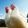 茨城県で鳥インフルエンザが発生。110万羽が殺処分で今季最大規模に