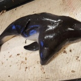 【閲覧注意】世にも珍しい"双頭"の生き物たち19選