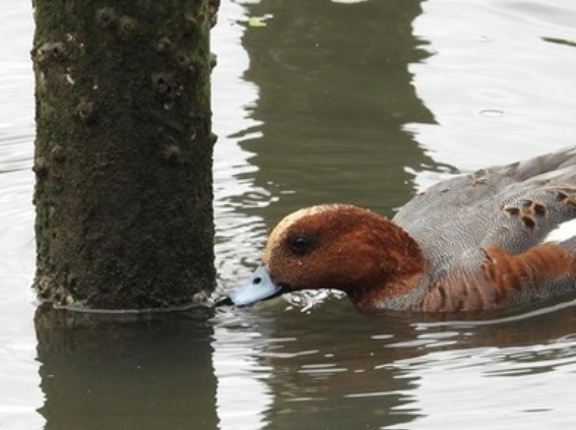 2026年10月20日の野鳥公園