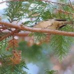 野鳥は可愛い♪ ２