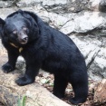 【福島】住宅2階にクマ侵入　帰宅した男性発見　福島署「戸締まりを徹底」を呼びかける