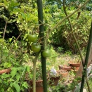 今さら夏野菜栽培