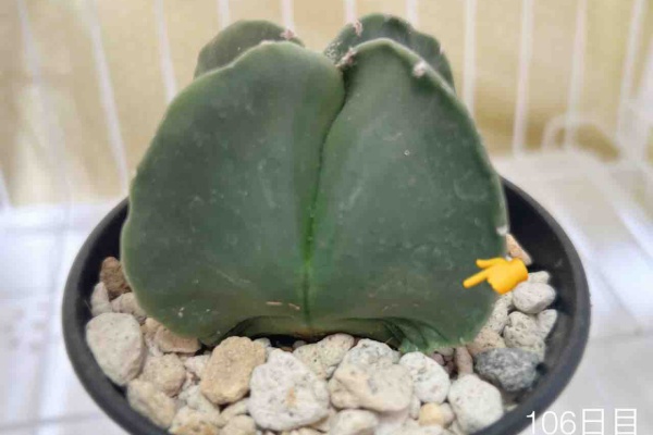 N-log【東京ぼたらいふ=ボタニカルライフ】 - ランポー玉