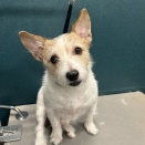 トリミングブログ