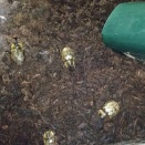 サビイロカブトも羽化