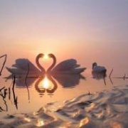 画像 幸せになる画像 恋愛成就に効く画像 ハート Photo 美しく生きるはイバラの道 Webライターの備忘録