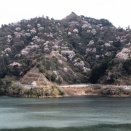 ななせダムの山桜を鑑賞して秋葉公園へ (前編)