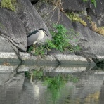 鳥写真マンガ