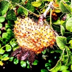 ユーフォルビア・オベサ・ドットコム