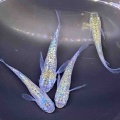 メダカ•金魚入舎情報‼️