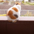 猫に小判を与えたら。 埋蔵金：千八百六拾両　えぇ～から拭かせろぉっ！