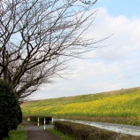 『菜の花がきれいです』の画像
